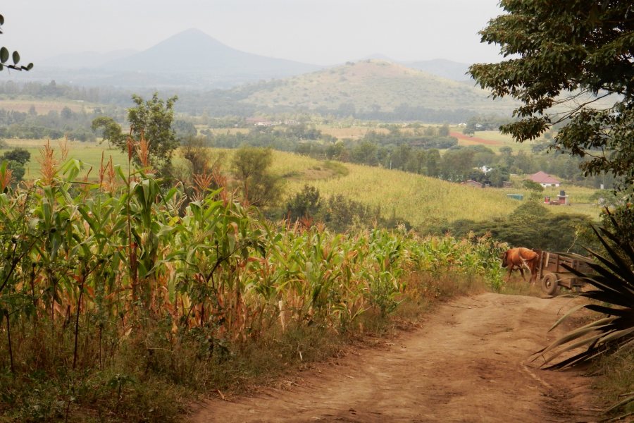 A view from the twice-daily two-mile walk Bruce Fryer '79 took to and from the Maasai Joy Children's Centre in summer 2015. Photo courtesy of Bruce Fryer '79.
