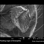 Feeding organ of the fruit fly, Drosophila melanogaster. x400