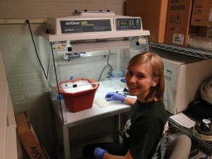 Haley Manchester '12 is studying the effects of arsenic in mouse pups whose mother's were exposed during pregnancy. (Sommer lab)