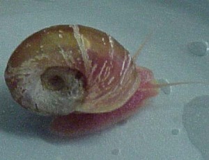 The pond snail, Helisoma trivolvis, used in Dr. Kleckner's research program.