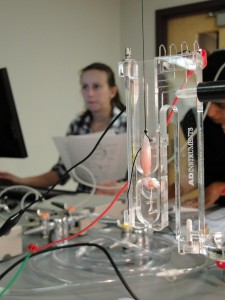 Bio 337 lab