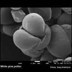 Pollen grains of the eastern white pine (Pinus strobus). x850