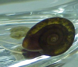 The pond snail, Biomphalaria