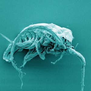 Skistodiaptomus