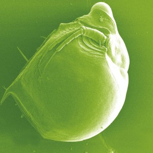 Daphnia