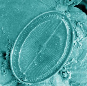 Diatom