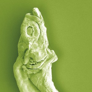 Fish larvae