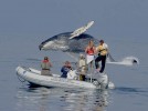 Friedlaender ’96 returns to present humpback whale research Friedlaender ’96 returns to present humpback whale research