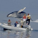 Friedlaender ’96 returns to present humpback whale research Friedlaender ’96 returns to present humpback whale research