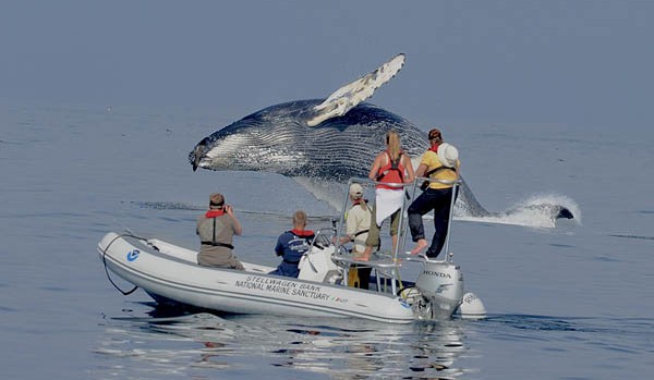 Observers from Stellwagen Bank National Marine Sanctuary get a front-row view as a humpback whale breaks the ocean's surface. Photograph by Ari Friedlaender '96.