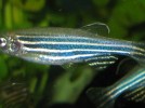 Sun Journal profiles bio professor Williams and her zeal for zebrafish