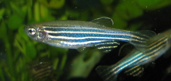The freshwater zebrafish are valuable research specimens because they share a number of genes with humans.