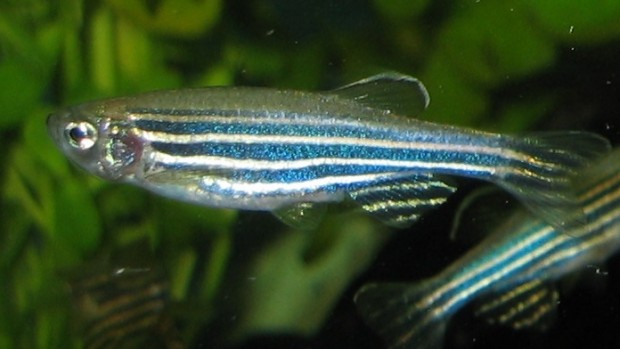 The freshwater zebrafish are valuable research specimens because they share a number of genes with humans.