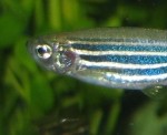 Sun Journal profiles bio professor Williams and her zeal for zebrafish Sun Journal profiles bio professor Williams and her zeal for zebrafish