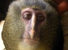 Detwiler ’95 plays key role in confirming new African monkey species