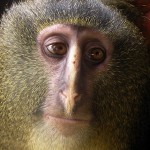 Detwiler ’95 plays key role in confirming new African monkey species Detwiler ’95 plays key role in confirming new African monkey species