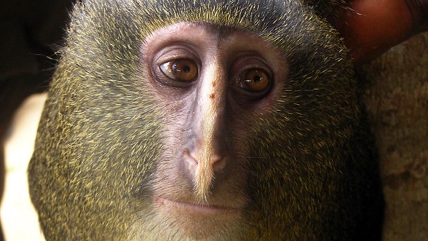 A captive adult male Cercopithecus lomamiensis. Photograph by Maurice Emetshu.