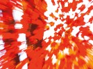 Outtake: Maple leaves in motion Outtake: Maple leaves in motion
