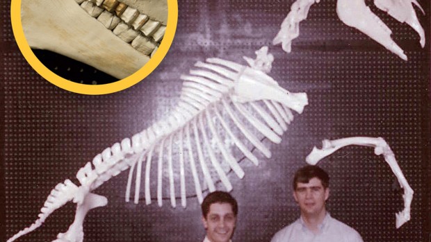 horse-skeleton-1969