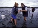 Bangor Daily News quotes biologist Ambrose in story on worm digger dispute