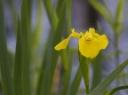 IMG_1010-daffodill