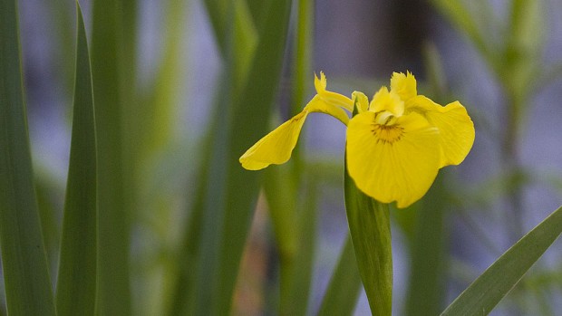 IMG_1010-daffodill