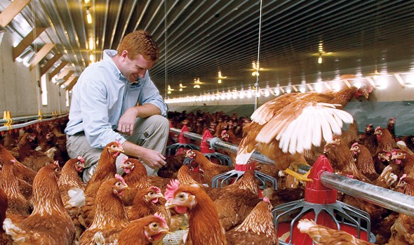 Jesse Laflamme ’00, manager of Pete & Gerry’s Organics, oversees an operation that’s the antithesis of factory farming. Hens live cage-free in open barns, lay their eggs where they wish, and have outdoor access. Photograph by Phyllis Graber Jensen.