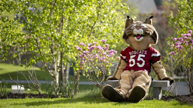 The Bobcat looks forward to May 15, when Bates seeks 555 additional alumni donors to the Bates Fund in one day. Photo by Phyllis Graber Jensen/Bates College