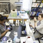 Summer Student Research: Franklin and Glassman tag team on snail brains Summer Student Research: Franklin and Glassman tag team on snail brains