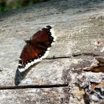 For Bob Muldoon ’81, the first sign of spring isn’t a bird or bud. It’s a butterfly For Bob Muldoon ’81, the first sign of spring isn’t a bird or bud. It’s a butterfly