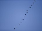 A harbinger of spring, Canada geese cruise over Garcelon Field at dusk, heading north after their winter migration. (Phyllis Graber Jensen/Bates College)