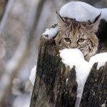 Jan. 27-28 snowstorm news and updates Jan. 27-28 snowstorm news and updates