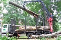tree removal thumb-Screen Shot 2016-08-04copy