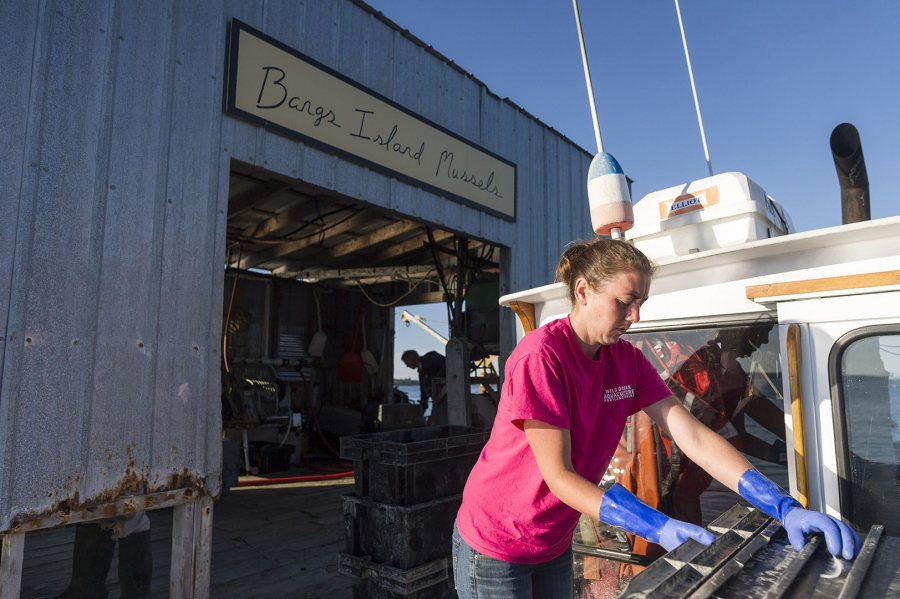 After reaching the farming site off Clapboard Island, the crew prepares the barge for harvesting.