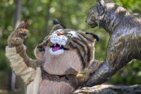 web-feature-170621_Bobcat_Selfies_0080 copy