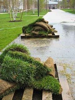 New sod New sod