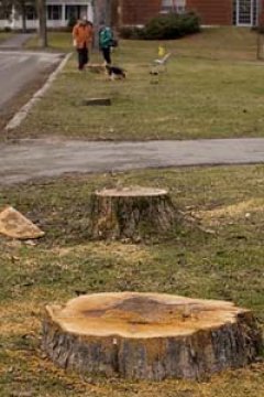 Andrew Road Stumps Andrew Road Stumps