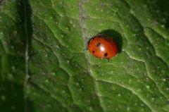 peck_6636