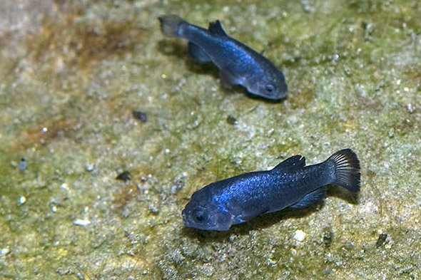 devils_hole_pupfish4 devils_hole_pupfish4