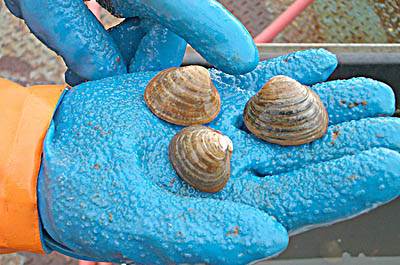 These Serripes groenlandicus clams were collected in Storfjord at a site last visited by 19th-century Russian explorers. Photograph by Greg Henkes 08.