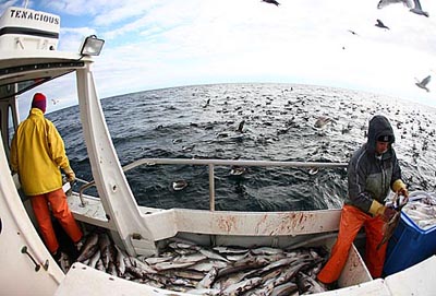 A fish-eye lens — no pun intended — captures the action aboard the Tenacious as Eric Hesse 86 (left) gaffs the fish coming through the de-hooker, then tosses them to crewmember Jeff Sampson (right) for processing. Meanwhile, a variety of sea birds, mostly shearwaters, catch a meal.