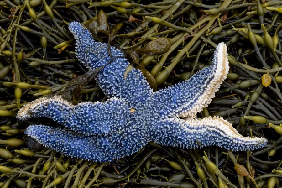 Lecturer in Biology Jesse Minor ’00 takes students in his Short Term on invasive green crabs to Cousins Island in Yarmouth for inventory monitoring and site assessment field trip.

Jessie Batchelder from Manomet joined them.