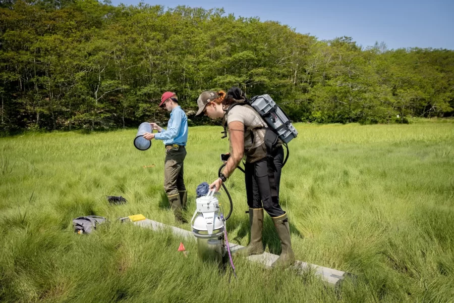 Professor of Earth and Climate Sciences Beverly Johnson takes her summer research students who are studying blue carbon cycling in salt marshes to Bates-MorseMountain in Phippsburg.

An EPA regional assessment of blue carbon stocks has recently been released.  Maine data are almost entirely from Johnson’s lab so Bates is heavily featured (mostly her thesis students).

Anna Sarazin (EACS 2024; funded by Maine Sea Grant) ---- short with red/blonde hair
Kate Dickson (EACS 2024; funded by Maine Sea Grant) ---- tall, carried the backpack, red hair
Hayden Eckblom (EACS 2025; funded by Maine Climate Science Information Exchange) --- the only male
Fiona Wilson (Biology, 2025; funded by Maine Community Foundation) ----- the one wearing all the netting, blondish/red hair in pigtails
Evelyn Marchand (EACS 2026; funded by Maine Community Foundation) --- dark hair