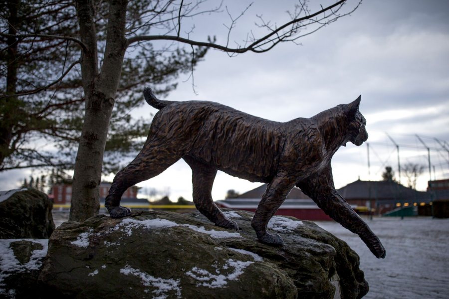 A late winter afternoon in the vicinity of Merrill Gymnasium and Commons. The Bobcat statue.