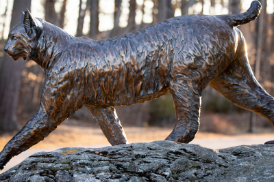 Bobcat Connection (Newsletter)