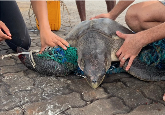 Pictured an Olive Ridley Turtle that had washed ashore at a nearby resort. The Marine Biologists at the Centre rushed to the resort to help the animal before transporting her back to Naifaru for rehabilitation and eventual release. 