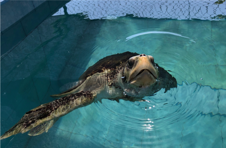 Pictured here is Isla, an Olive Ridley Turtle who is missing both flippers on her left side due to fishing net entanglement aka Ghost Fishing. 