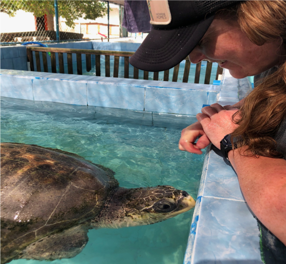 Pictured- Me hanging out with my buddy Tom. Tom is missing both of his front flippers due to ghost fishing so he is unable to dive and therefore cannot be released in the wild. When I left the Centre they were actively looking for an Aquarium to possibly take Tom. 