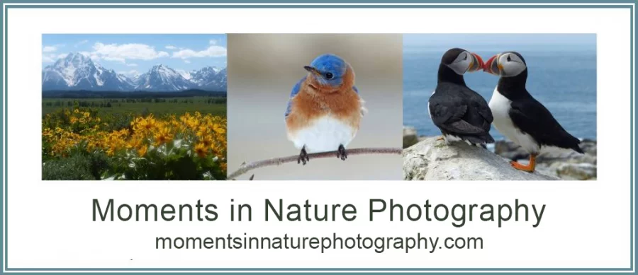 Moments in Nature Photography