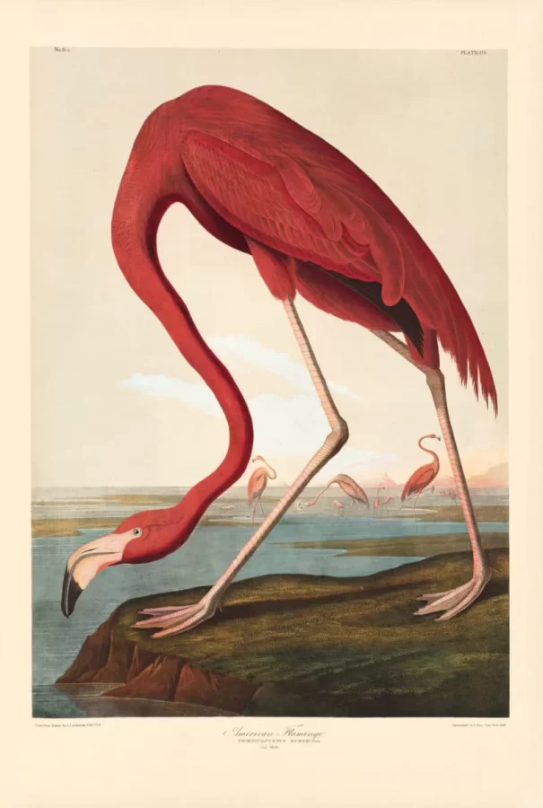 pink flamingo illustration